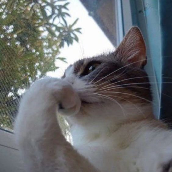 Profile picture of lohanaas